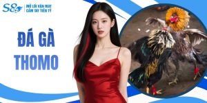 Đá Gà Thomo | Theo Dõi Nhanh Chóng Tại S8 & Thoả Sức Cược