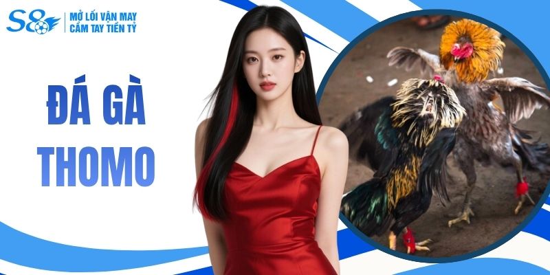 Đá Gà Thomo | Theo Dõi Nhanh Chóng Tại S8 & Thoả Sức Cược