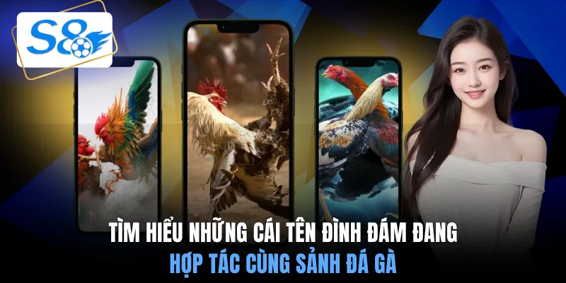 Tìm hiểu những cái tên đình đám đang hợp tác cùng sảnh đá gà
